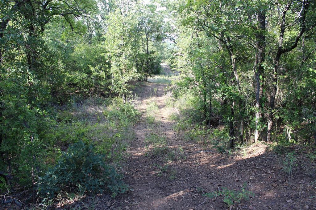 4996 State Highway South Graham, TX 76450 - Photo 10 of 14 a view of a forest with trees in the background
