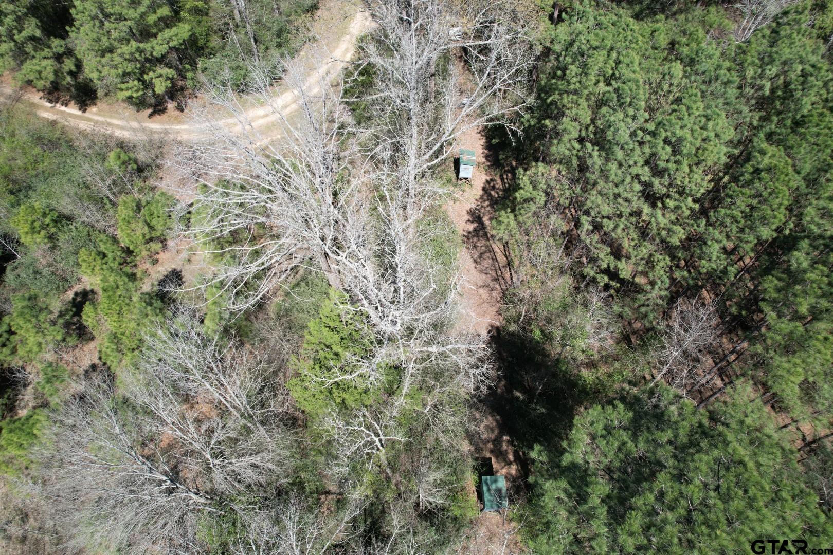 Tbd Billy Ray Road Marshall, TX 75672 - Photo 7 of 11 a view of a forest with a tree