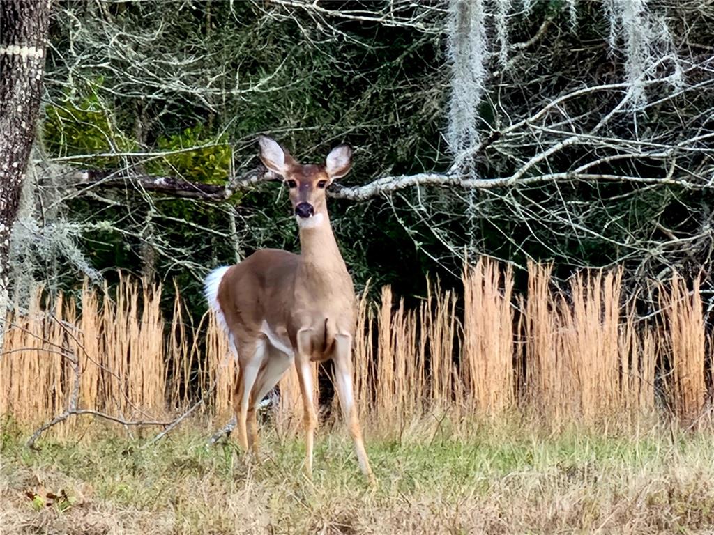 8863 South Evans Avenue Inverness, FL 34452 - Photo 58 of 59
