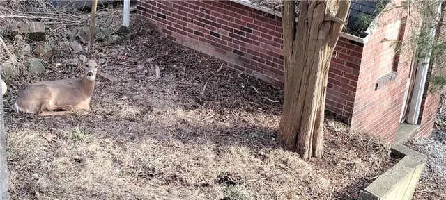 a view of a yard from a room