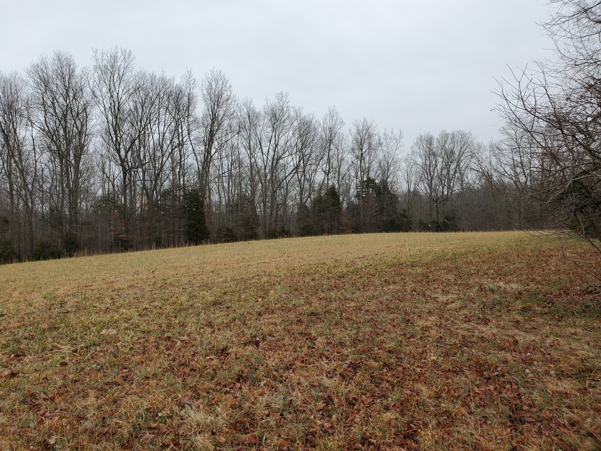 4531 Akin Road Cunningham, TN 37052 - Photo 7 of 10 a view of wooden floor and trees in the background