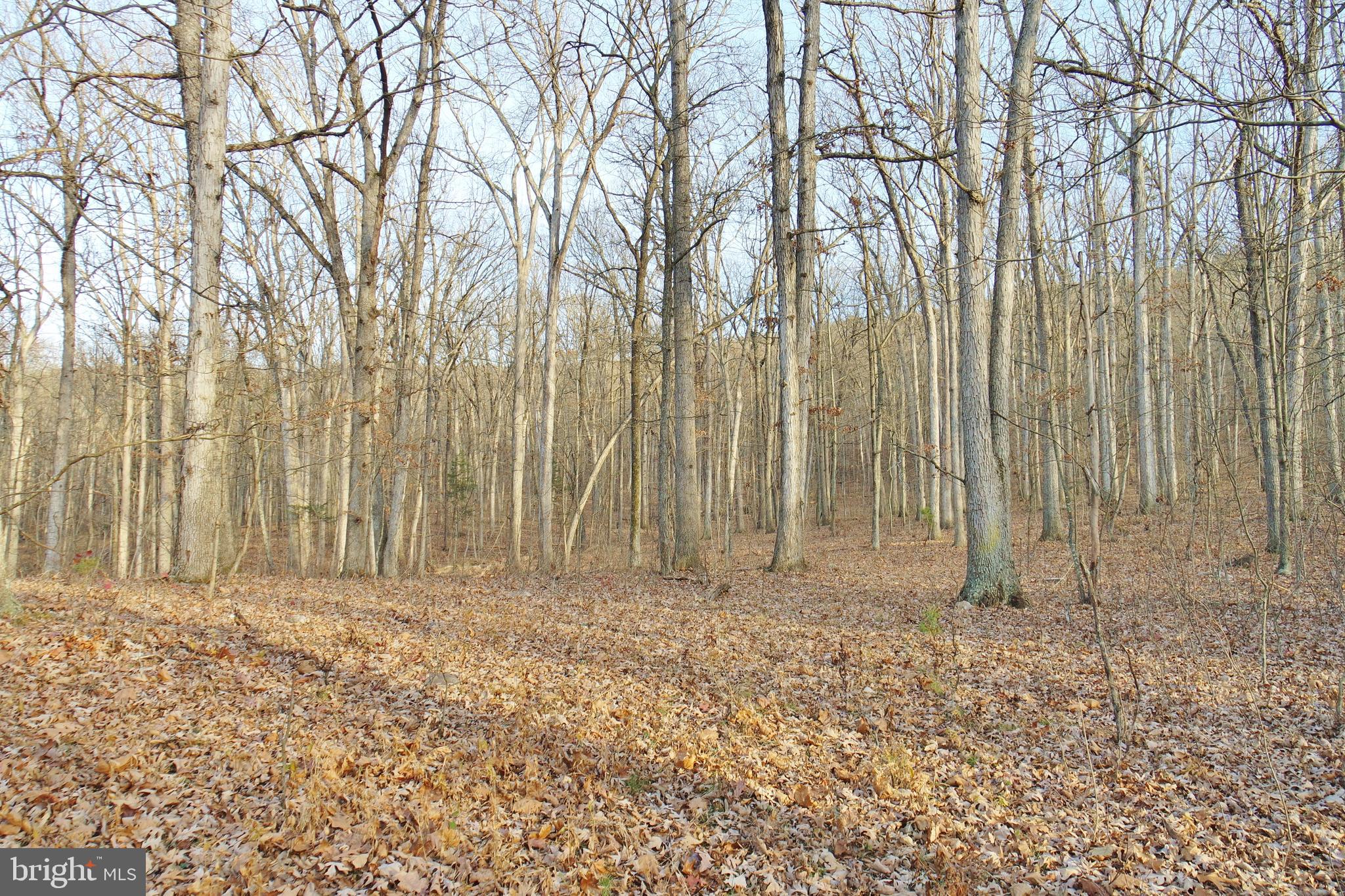 3026 St Davids Church Road Fort Valley, VA 22652 - Photo 77 of 80 Gallery Image 77
