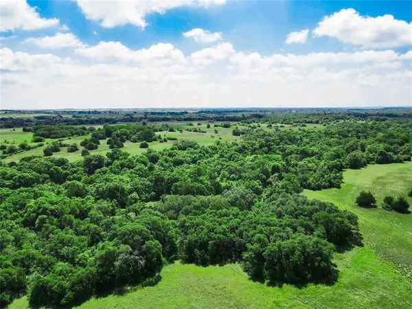 a view of a big yard with plants and large tree