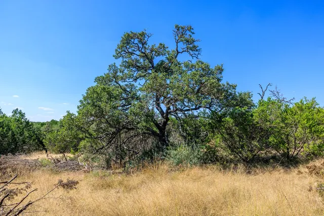 a view of a yard with a tree
