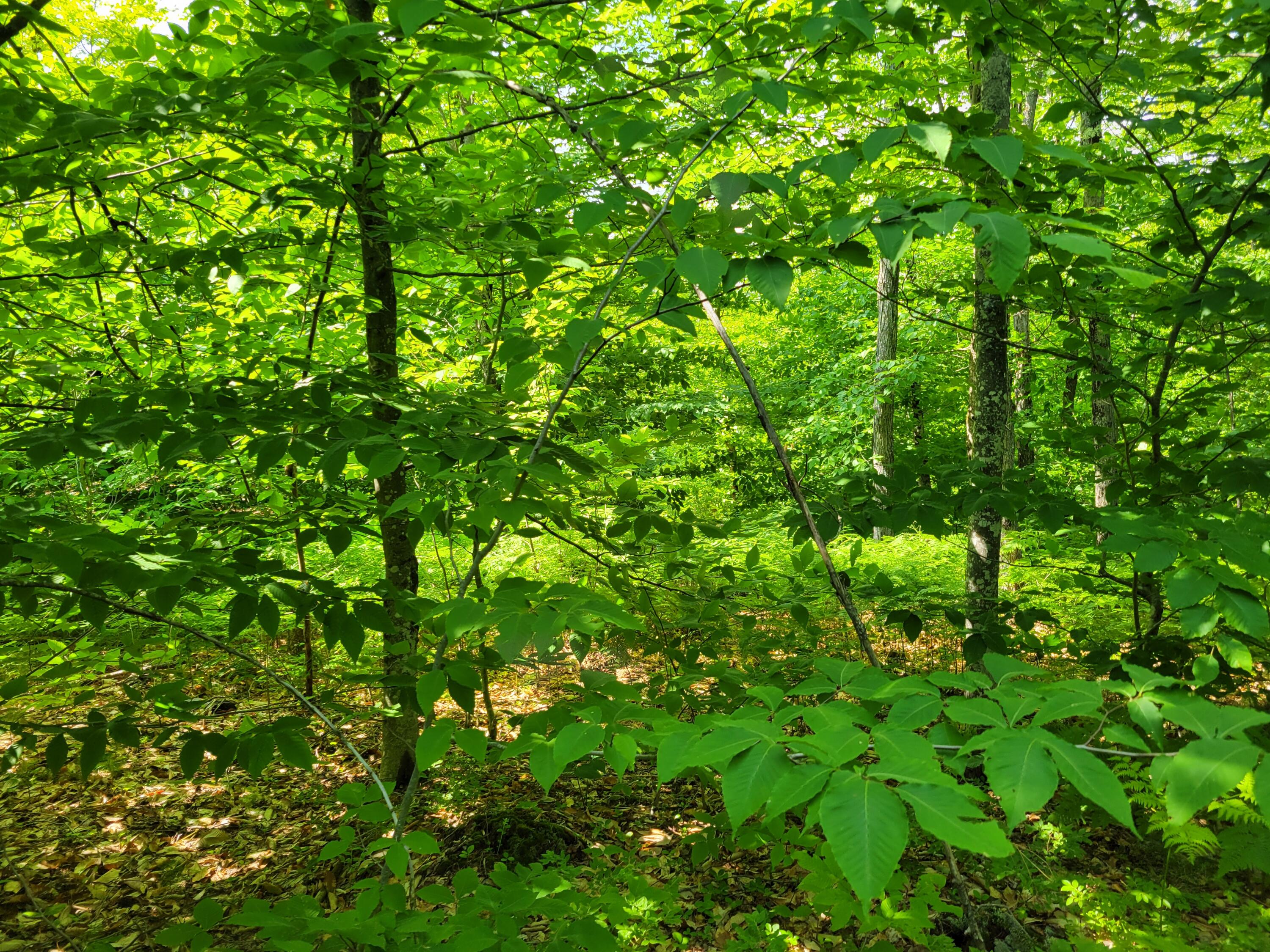 Lot #8 Thurston Road Brownfield, ME 04010 - Photo 5 of 9 20240618_145510 - Copy
