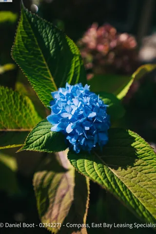 $5,200 | 2141 Ward Street, Berkeley, CA 94705