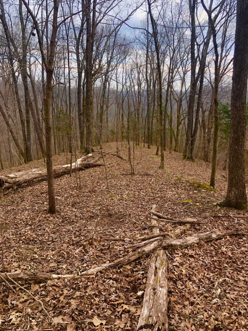 a backyard of a house with a large tree