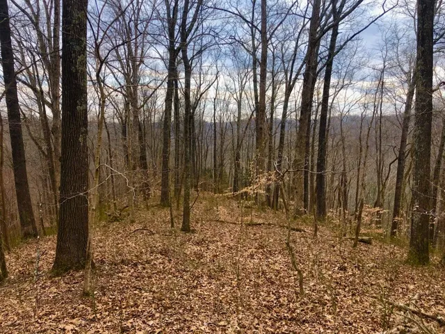 a view of backyard with green space