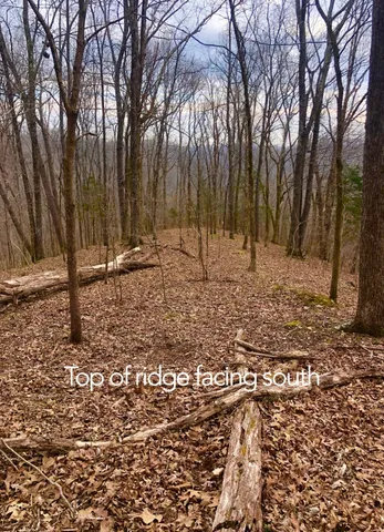 a backyard of a house with a large tree