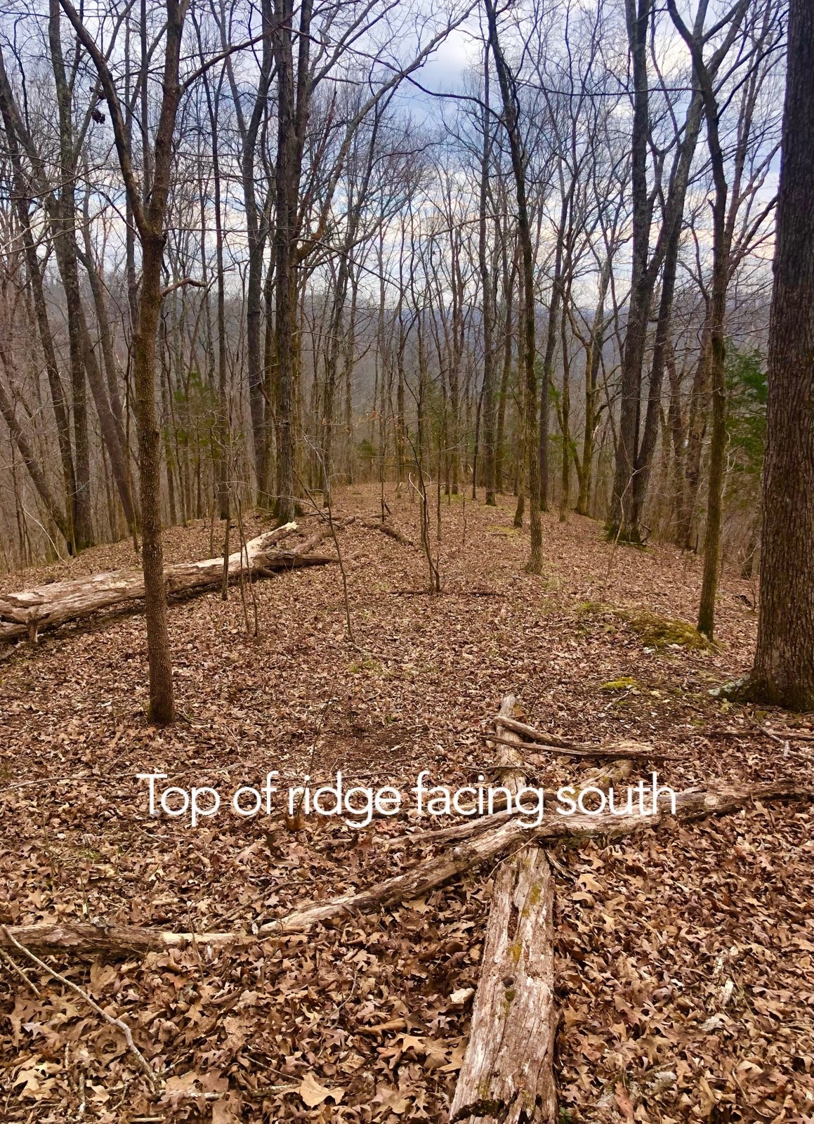 0 Simpkins Road Whites Creek, TN 37189 - Photo 6 of 10 a backyard of a house with a large tree