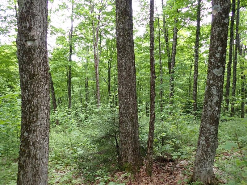 0 Powder Spring Road Topsham, VT 05076 - Photo 11 of 17