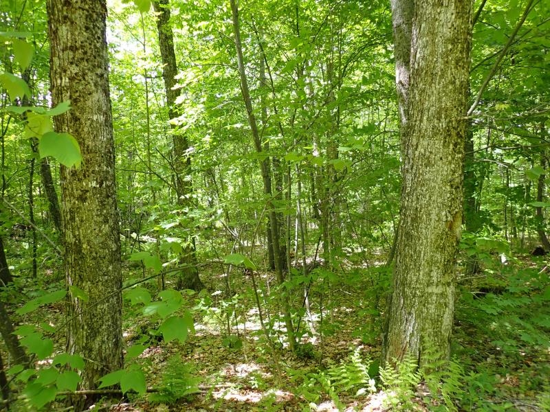 0 Powder Spring Road Topsham, VT 05076 - Photo 14 of 17