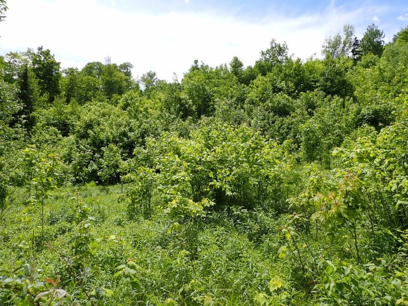 0 Powder Spring Road Topsham, VT 05076 - Photo 17 of 17