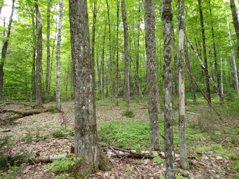 0 Powder Spring Road Topsham, VT 05076 - Photo 4 of 17