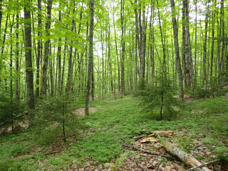 0 Powder Spring Road Topsham, VT 05076 - Photo 5 of 17