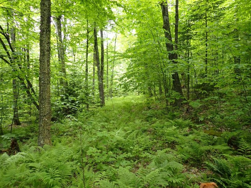 0 Powder Spring Road Topsham, VT 05076 - Photo 7 of 17