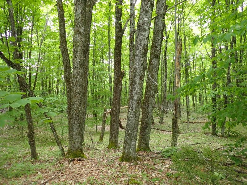 0 Powder Spring Road Topsham, VT 05076 - Photo 10 of 17