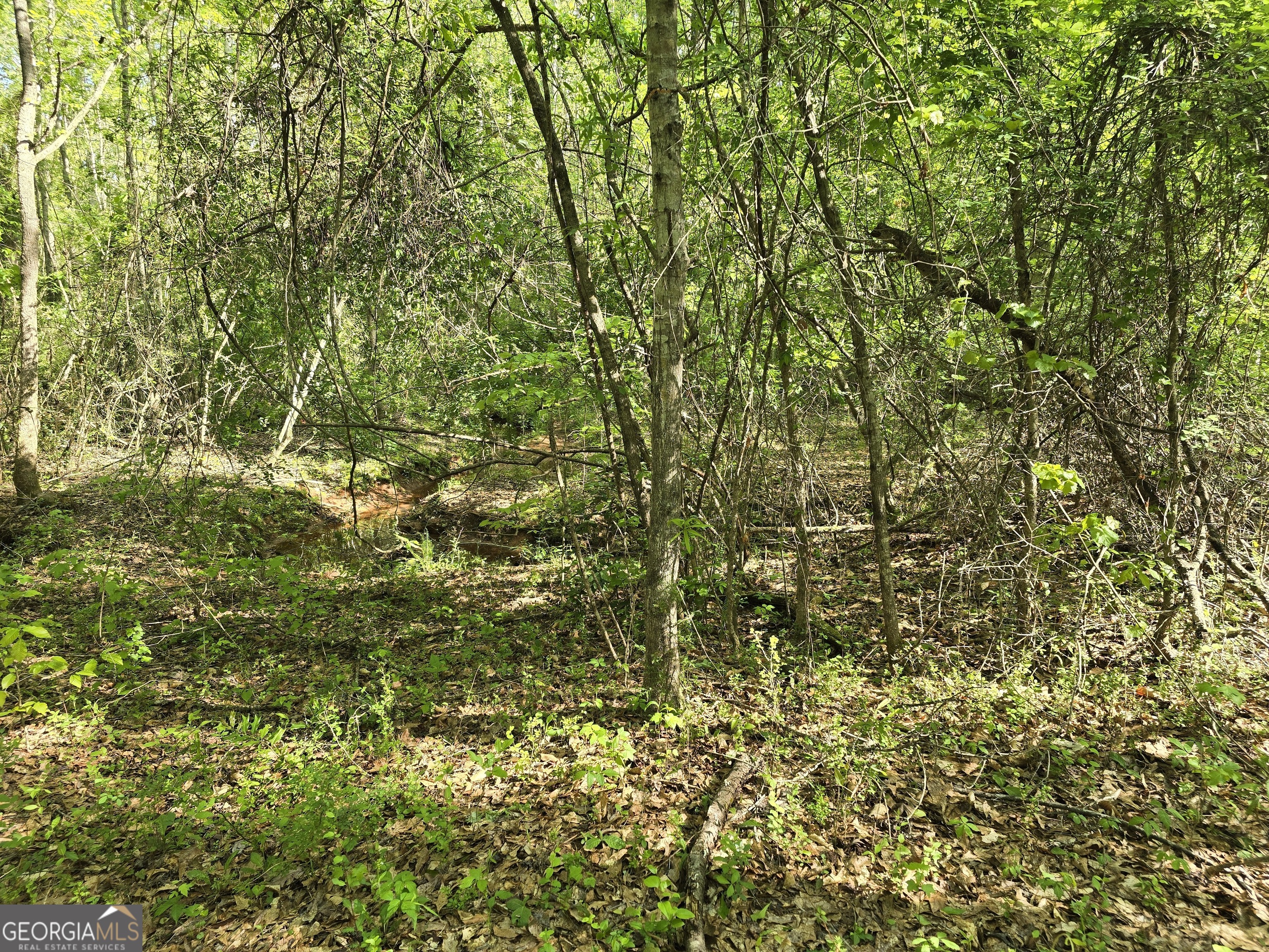 Lot 19 Smith Road Thomaston, GA 30286 - Photo 6 of 9 a view of a tree