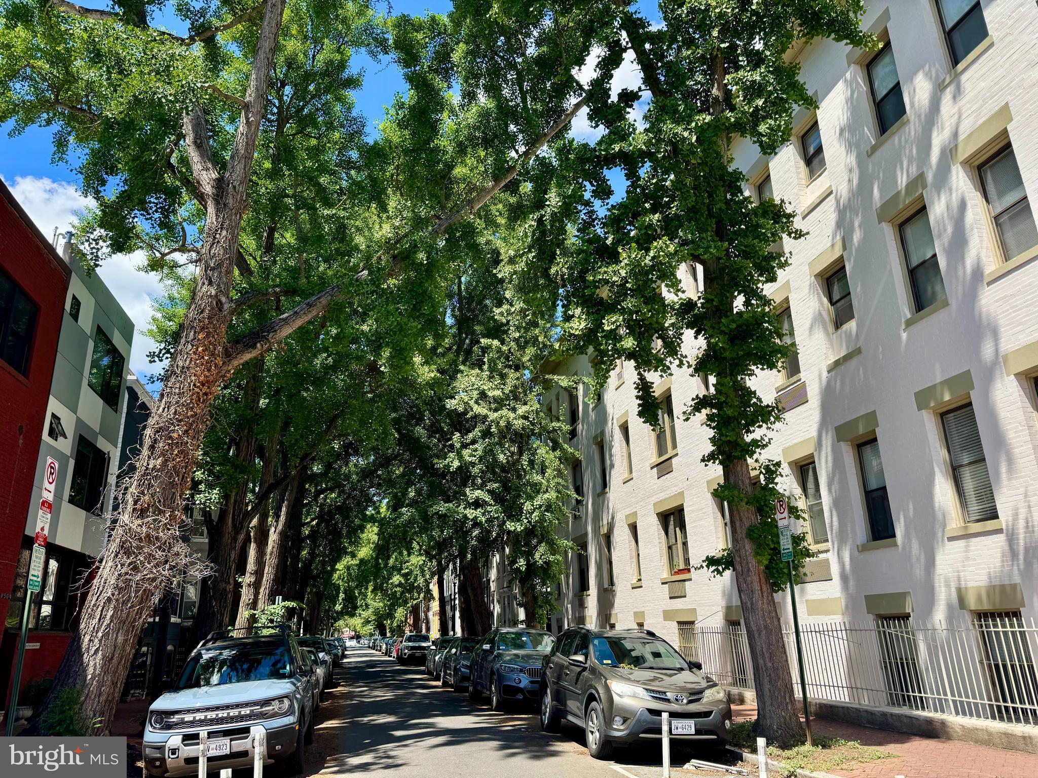 1822 15th Street Northwest, Unit 305 Washington, DC 20009 - Photo 15 of 23 Beautiful gingko trees of Swann St!
