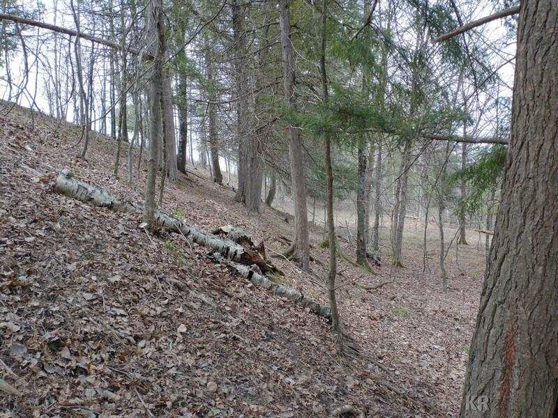 50-acres Sugar River Road Gladwin, MI 48624 - Photo 22 of 29