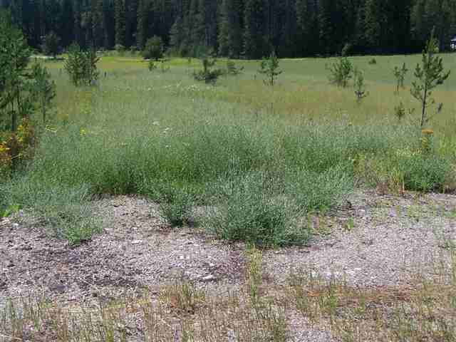 Lot 5 Le Clerc Road Cusick, WA 99119 - Photo 5 of 8