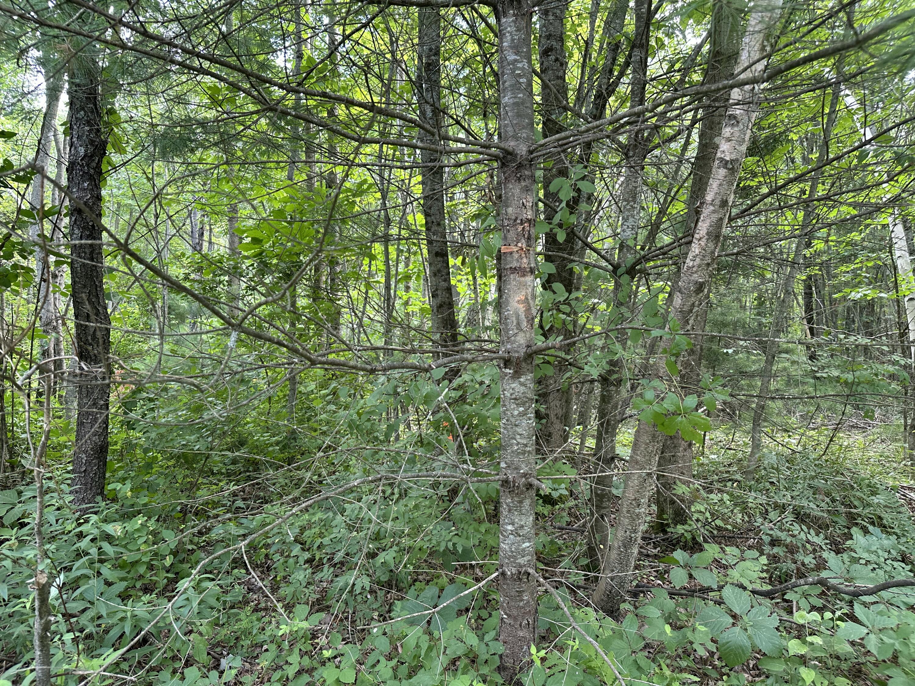 M40-l13-6 Mallard Road Madison, ME 04950 - Photo 6 of 14 IMG_0287