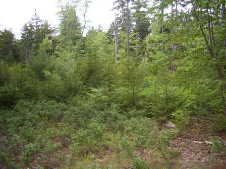 0 Robb Road Brooklin, ME 04616 - Photo 1 of 5 Photo
