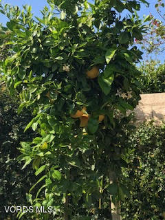 4295 Springfield Street Simi Valley, CA 93063 - Photo 38 of 40 a picture of tree