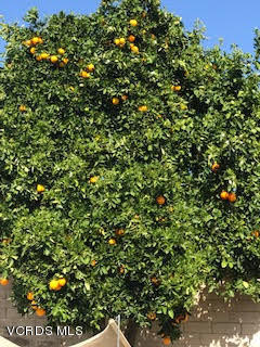 4295 Springfield Street Simi Valley, CA 93063 - Photo 39 of 40 a view of a tree