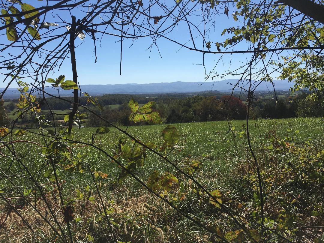 0 Baskett Road Limestone, TN 37681 - Photo 5 of 6 5