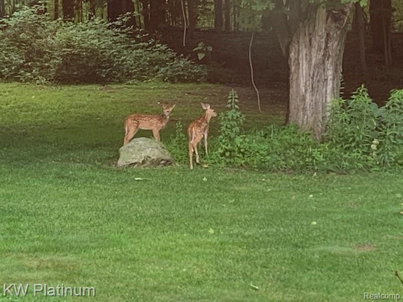 3347 Ruddock Road Avoca, MI 48006 - Photo 35 of 42 deer pic.jpeg