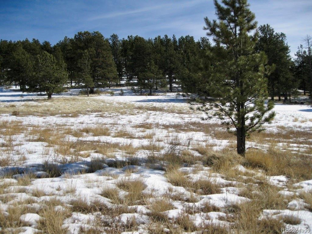 486 High Pasture Road Florissant, CO 80816 - Photo 11 of 15 a view of outdoor space yard and green space