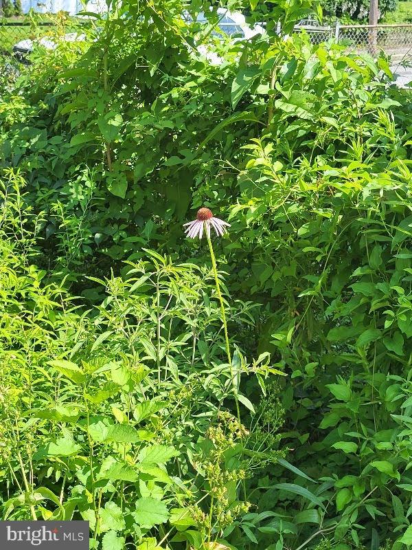5012 Catalpha Road Baltimore, MD 21214 - Photo 42 of 44 a backyard of a house with lots of green space