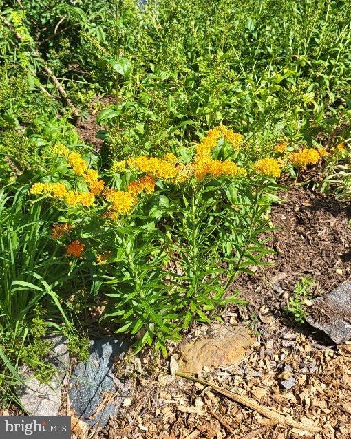 5012 Catalpha Road Baltimore, MD 21214 - Photo 44 of 44 a backyard of a house with lots of green space