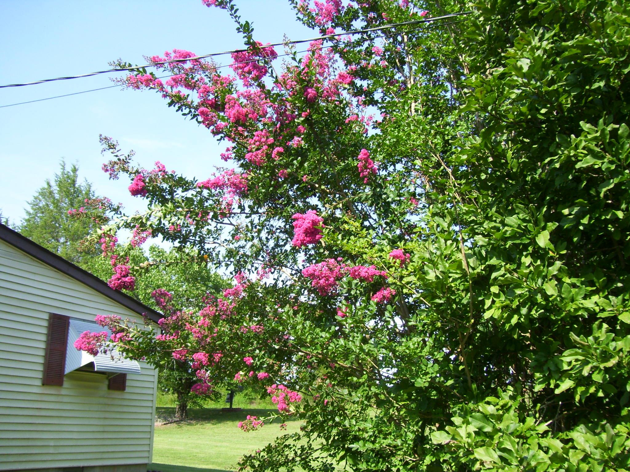 7639 Holladay Road Holladay, TN 38341 - Photo 10 of 11 Crepe Myrtles