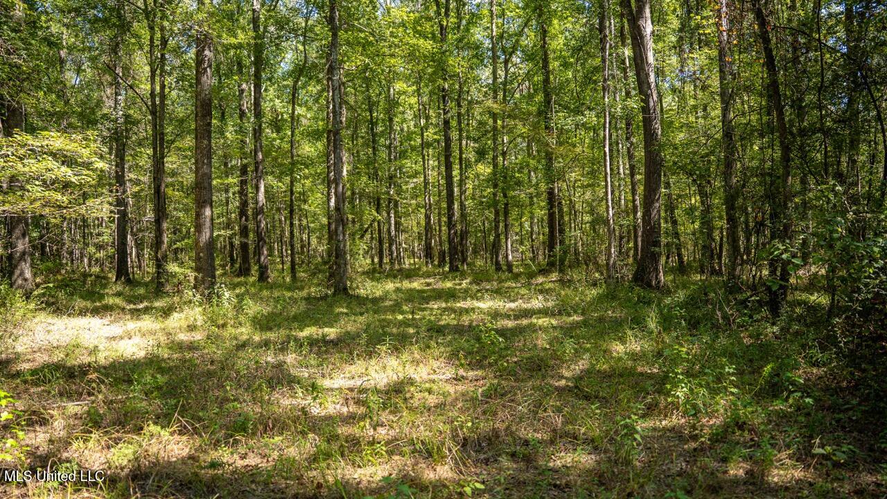 5302 East Wicker Road Smithdale, MS 39664 - Photo 26 of 50 ZTS06729 Large