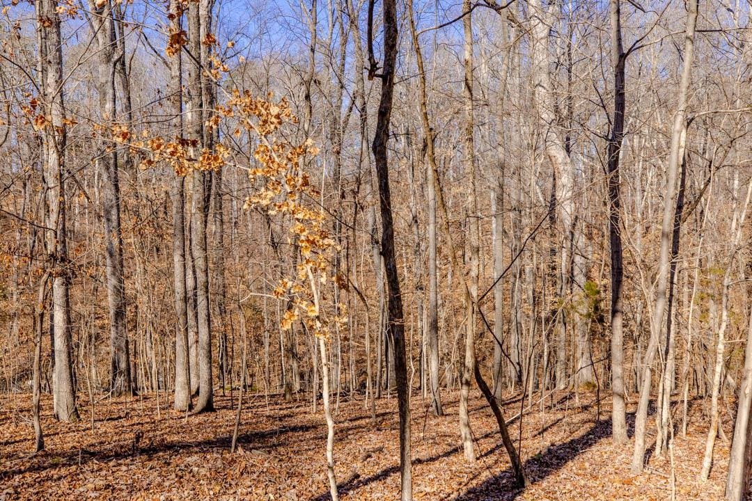 Lot #7 Deer Meadow Road Semora, NC 27343 - Photo 9 of 10 Photo 9