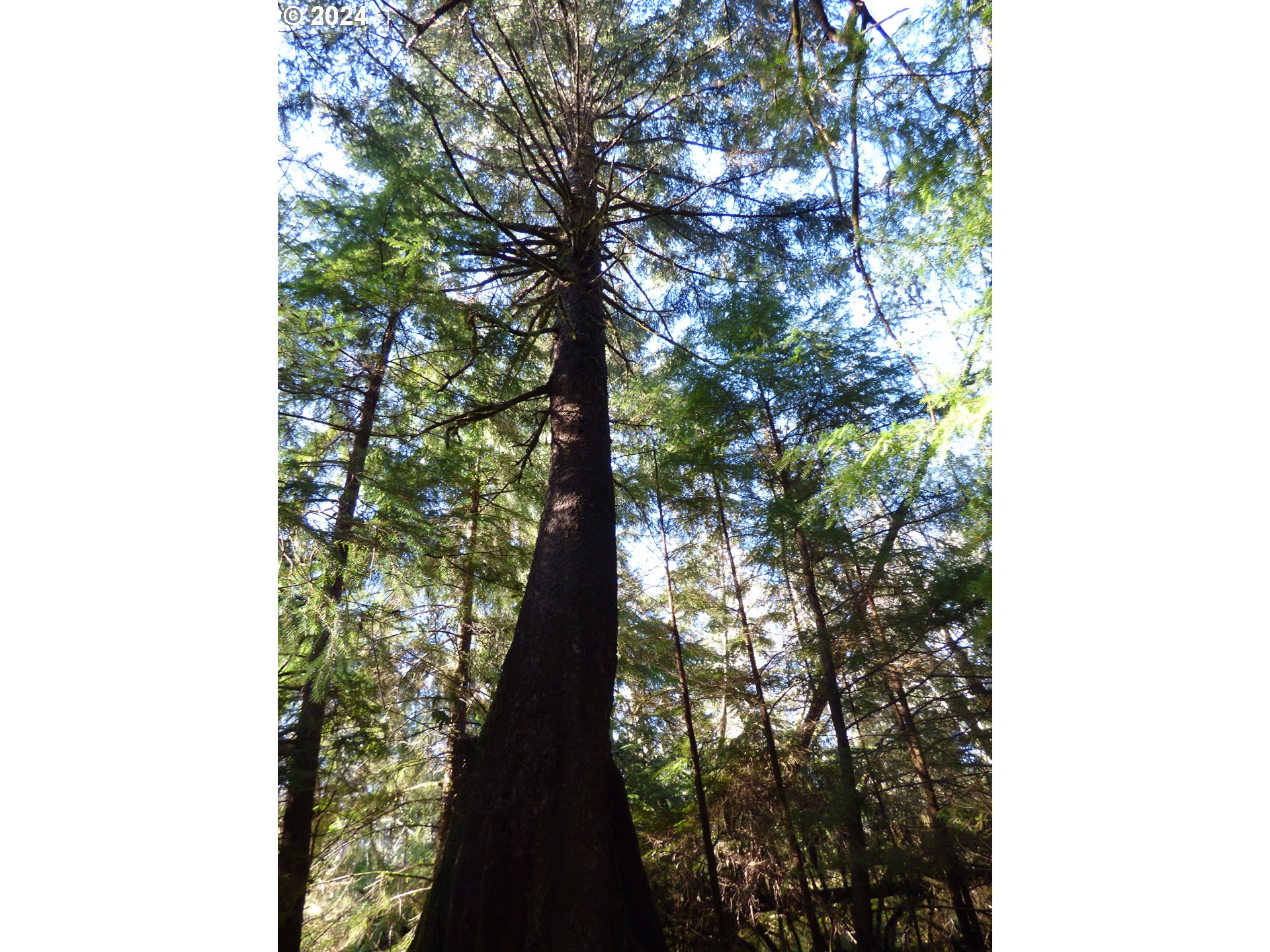 88271 Mccormick Garden Road Gearhart, OR 97138 - Photo 17 of 38