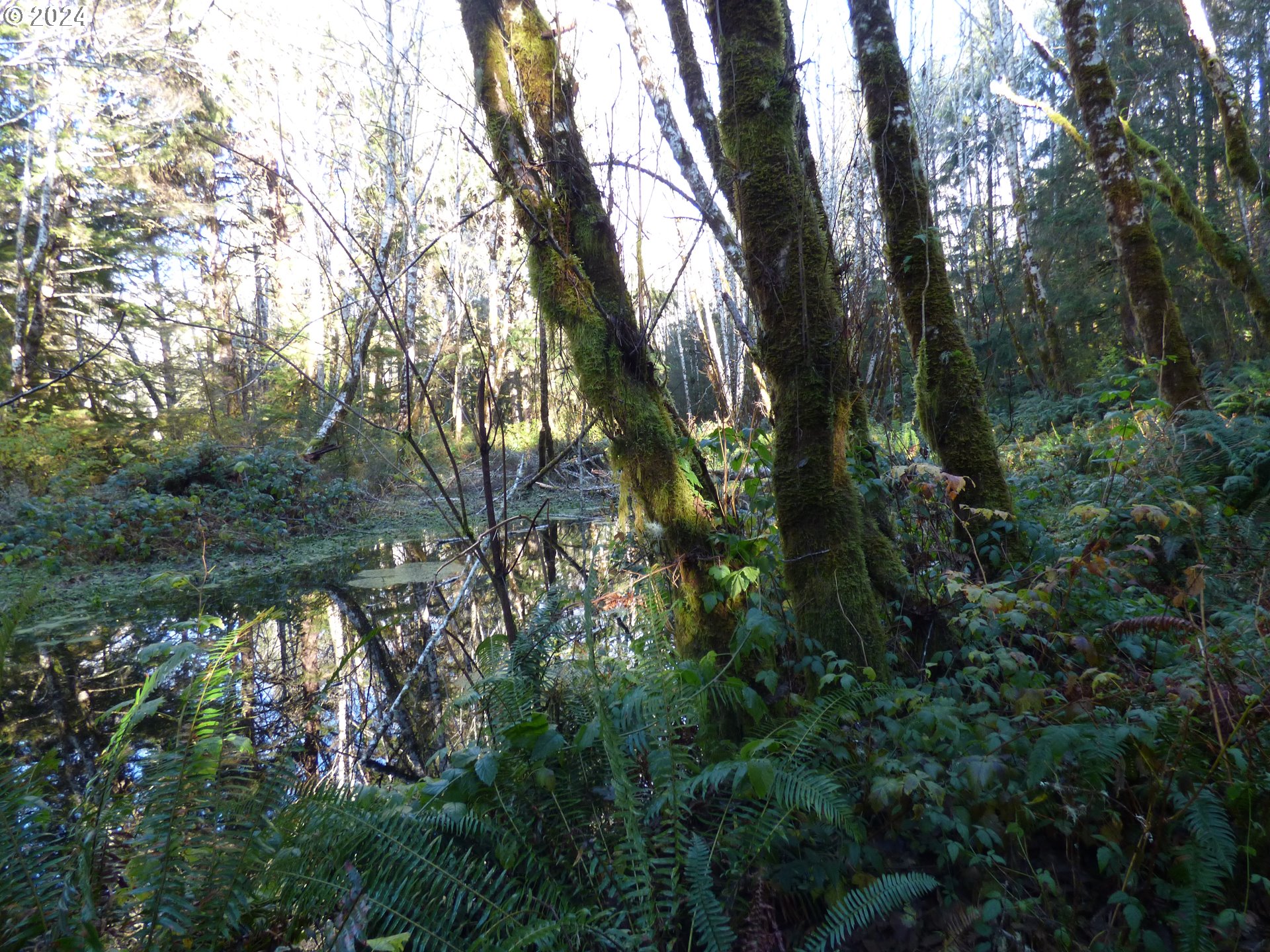 88271 Mccormick Garden Road Gearhart, OR 97138 - Photo 23 of 38