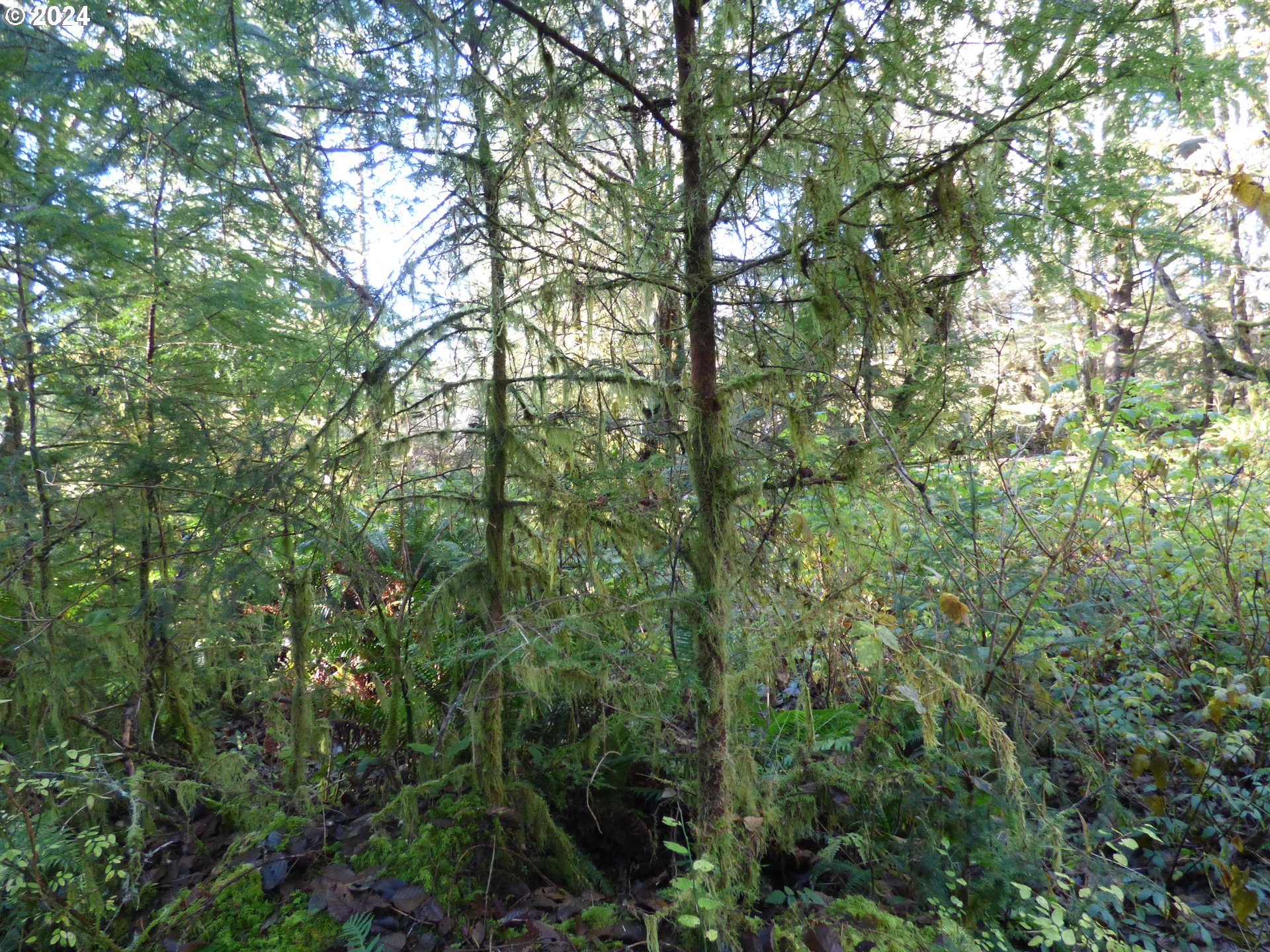 88271 Mccormick Garden Road Gearhart, OR 97138 - Photo 28 of 38