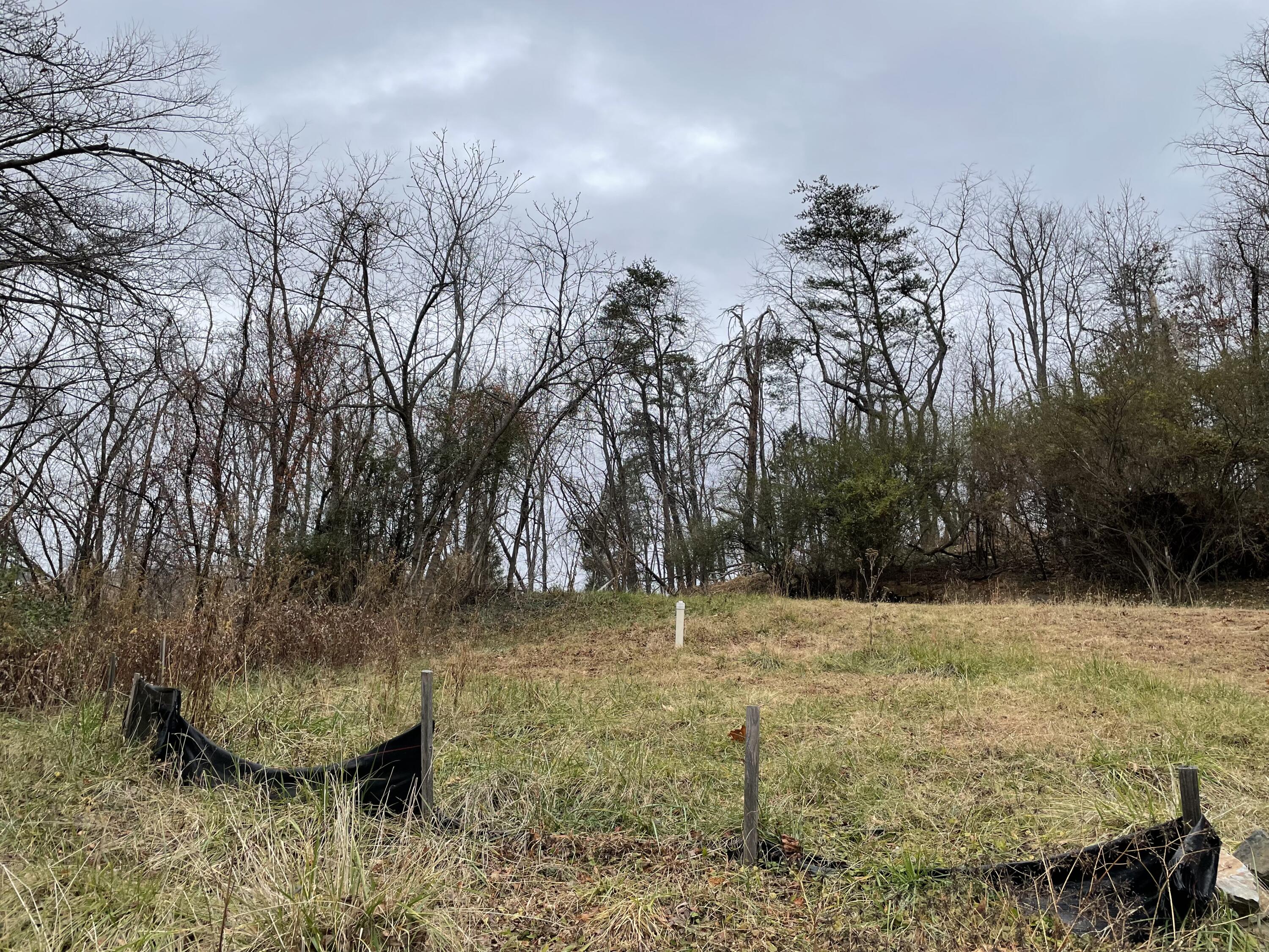 a view of a backyard with large trees