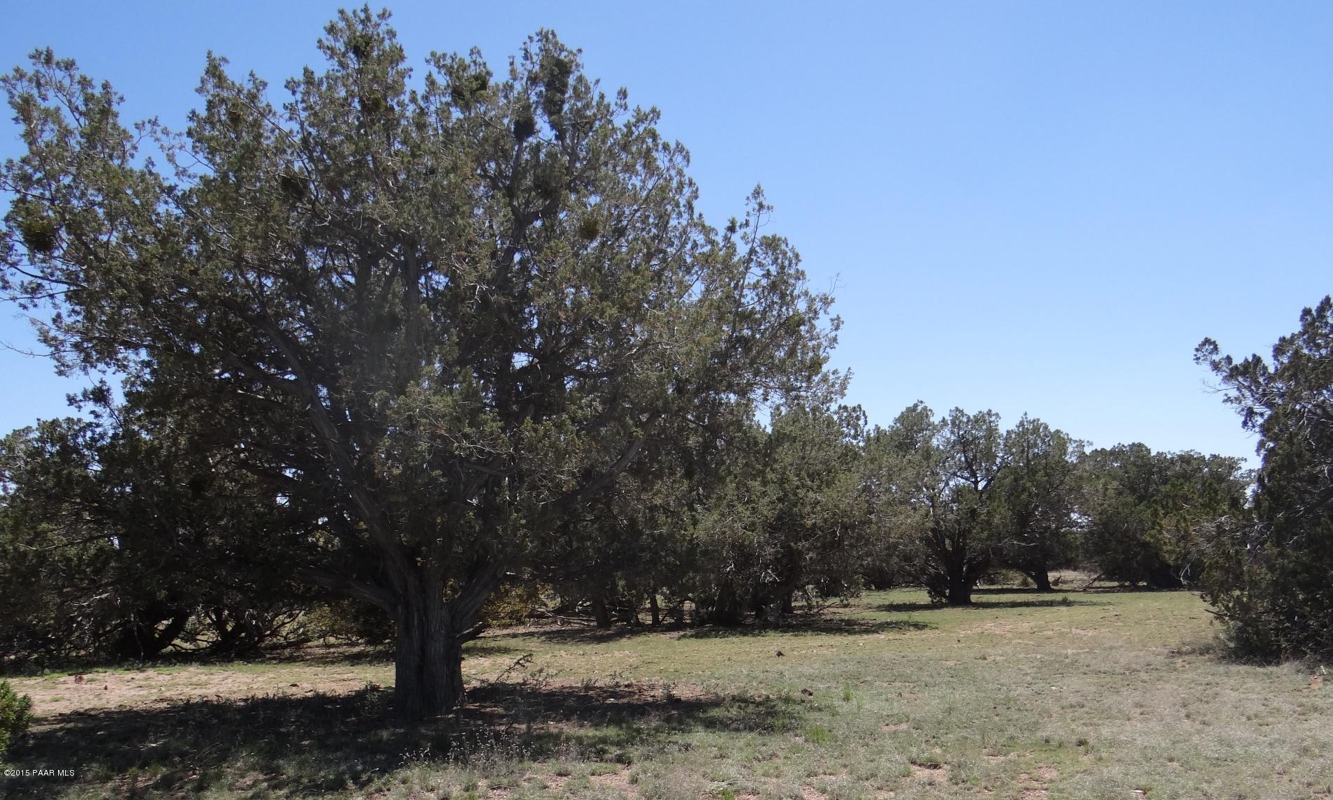 2 Shadow Rock Ranch Seligman, AZ 86337 - Photo 5 of 14 Another Big Tree