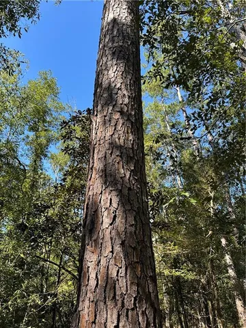 $199,000 | 0 Blood River Road, Springfield, LA 70462