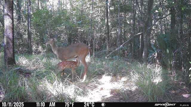 0 Blood River Road Springfield, LA 70462 - Photo 13 of 34