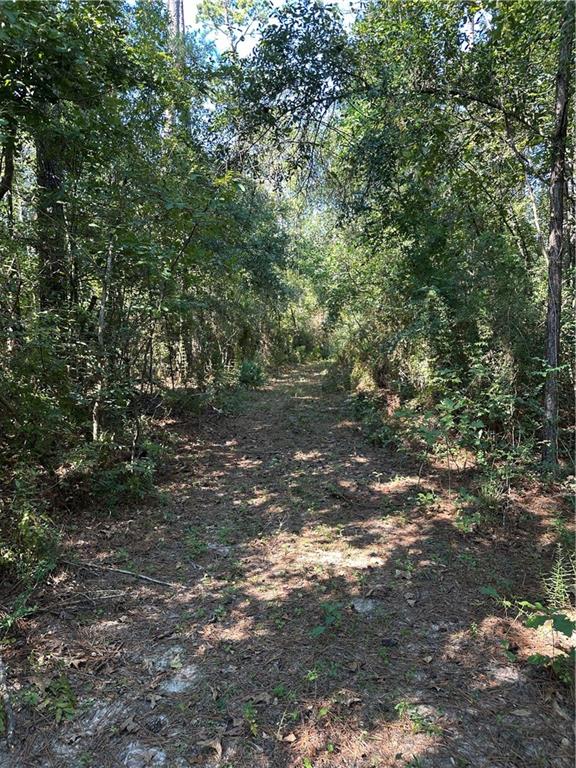 0 Blood River Road Springfield, LA 70462 - Photo 19 of 34