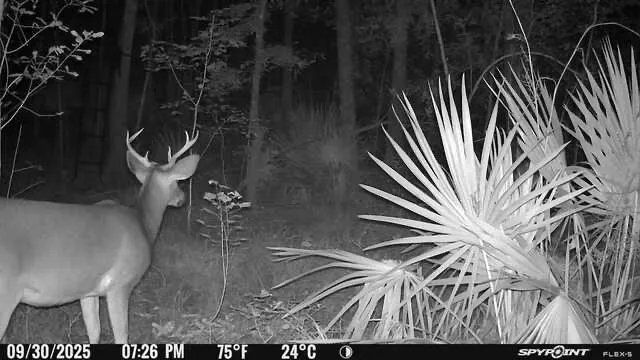 $199,000 | 0 Blood River Road, Springfield, LA 70462