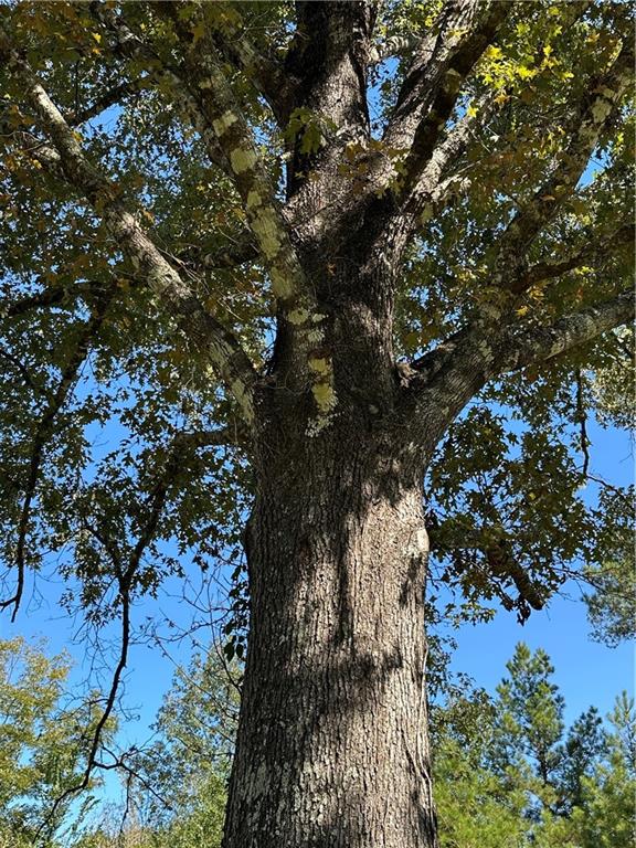 0 Blood River Road Springfield, LA 70462 - Photo 27 of 34