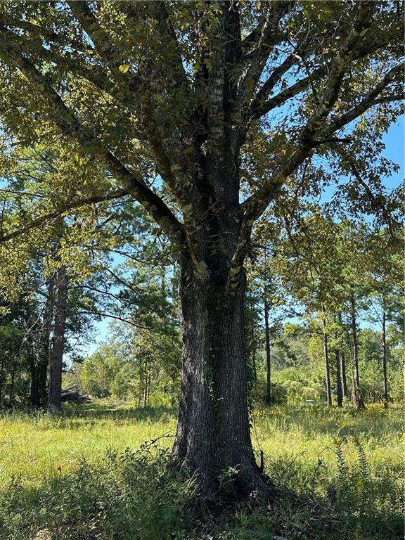 0 Blood River Road Springfield, LA 70462 - Photo 30 of 34