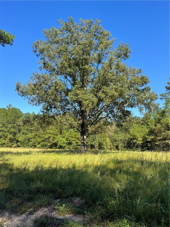 0 Blood River Road Springfield, LA 70462 - Photo 33 of 34