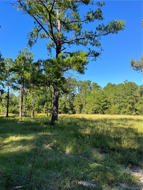 0 Blood River Road Springfield, LA 70462 - Photo 34 of 34